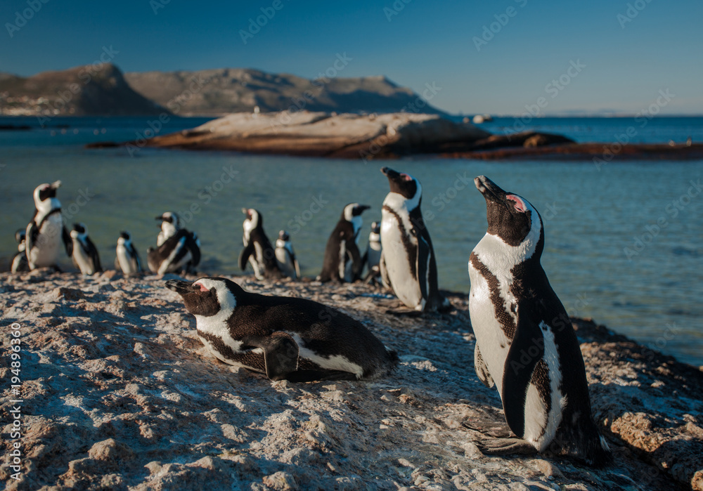 Obraz premium Group of Penguins resting in the Evening Sun in Simon's Town, South Africa