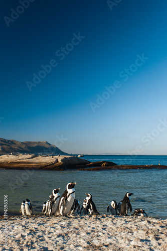 Group of Penguins in the Evening Sun in Simon s Town  South Africa