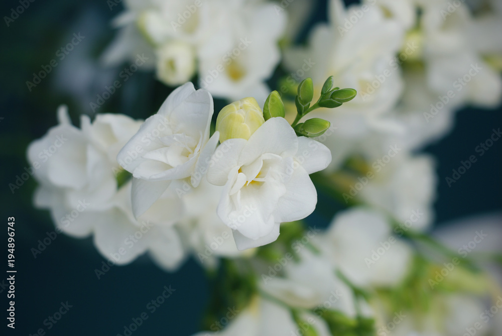 White Freesia Bouquet of Flowers on Black Background. close up.
