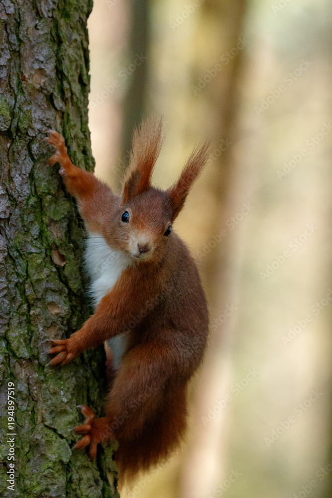 Squirrel on the tree Squirrel on the tree