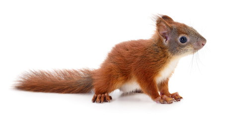 Eurasian red squirrel.
