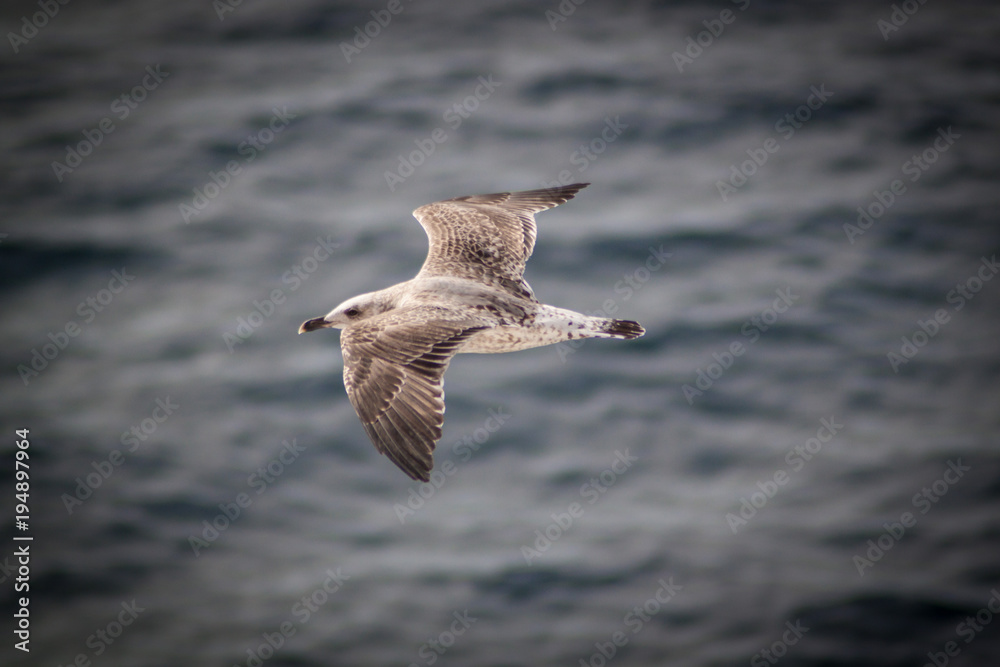 Möwe_Meer Möwe_Meer