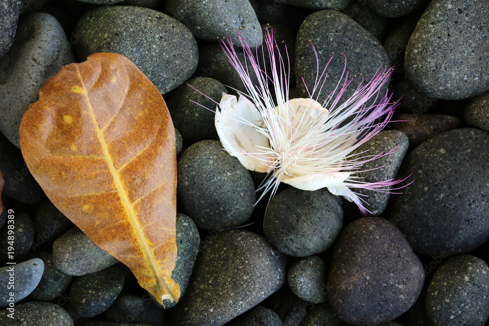 Fototapeta premium Blüte und Blatt des Topffruchtbaum (Barringtonia asiatica)
