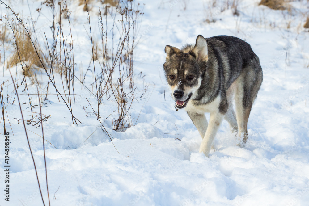 A gray dog, similar to a small wolf, walks through the snow