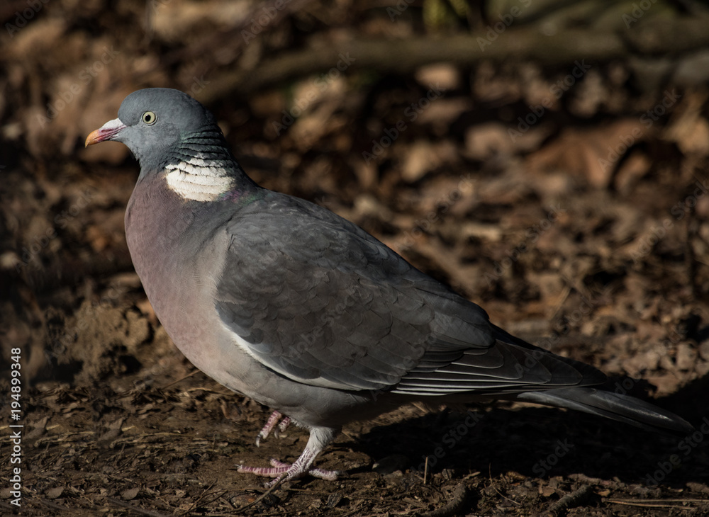 Obraz premium Ringeltaube