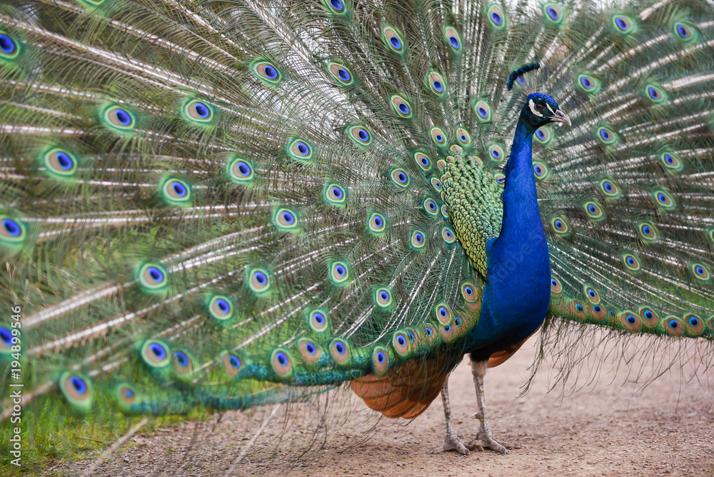 Obraz premium Male peafowl, peacock with shimmering display of eyespot feathers on ground
