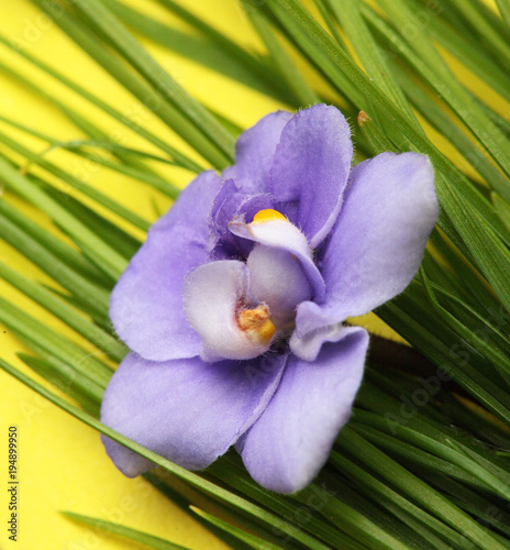 Violet flowers. On a green gras background on yellow background.Closeup .MAcro. Minimalism photo