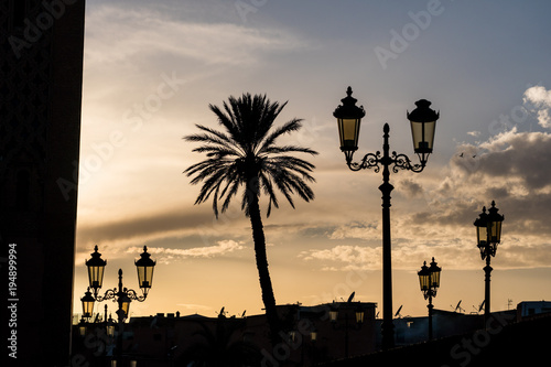 Silhouette of palm tree and street candelabra lights