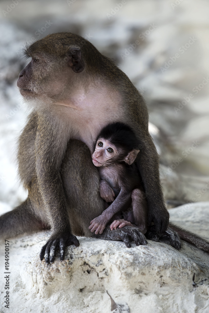A Baby monkey with his mother.Monkey beach,Thailand