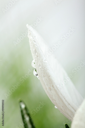 White crocus petals with dew .On viollet background.Beautiful first spring flowers crocuses bloom with water drops. Macro.Closeup. .Selective focus photo