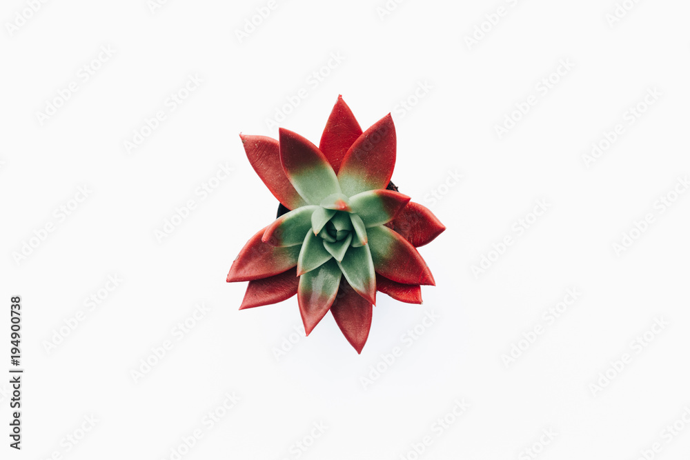 Minimal concept. Succulent in pot over white background Minimal concept. Succulent in pot over white background