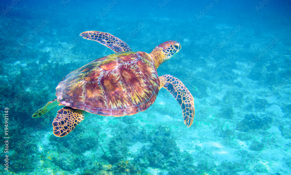 Fototapeta premium Sea turtle in clear blue sea water. Green sea turtle closeup. Wildlife of tropical coral reef.