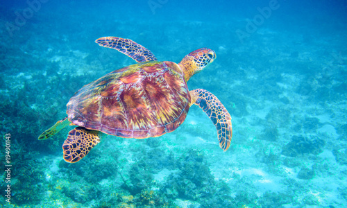 Sea turtle in clear blue sea water. Green sea turtle closeup. Wildlife of tropical coral reef. © Elya.Q