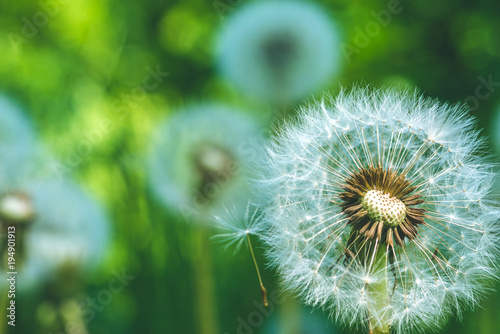 Dandelions blowball head under sun flares are ready to start seeds downwind