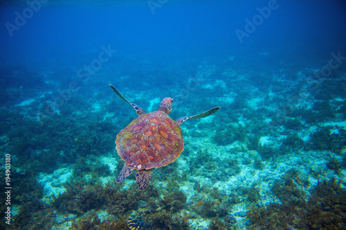 Wild sea turtle swims in sea water. Green sea turtle closeup. Wildlife of tropical coral reef.