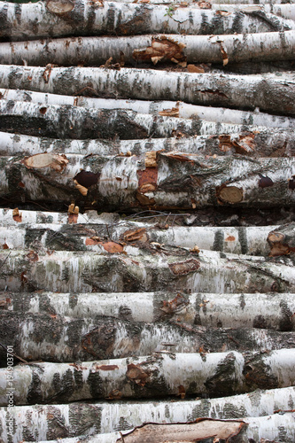 Birch tree texture