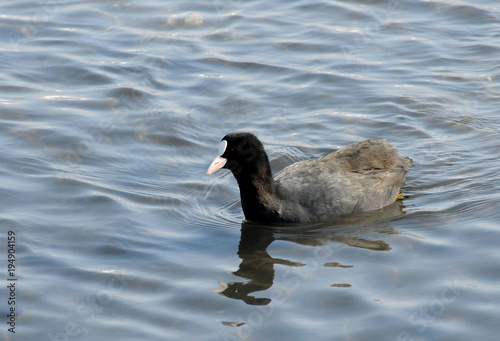 Birds of Ukraine. The Eurasian coot (Fulica atra), also known as the common coot photo