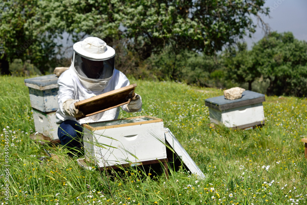 Imker mit Bienenwbe in der Hand vor Bienenstock Imker mit Bienenwbe in der Hand vor Bienenstock