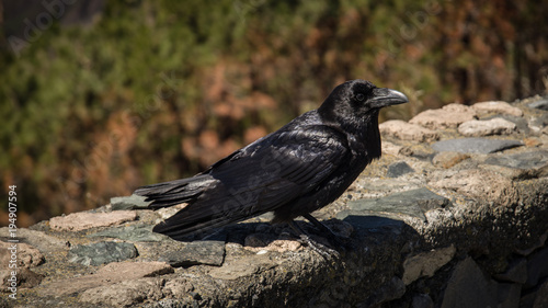 Crow on the island of Gran Canaria © jesus