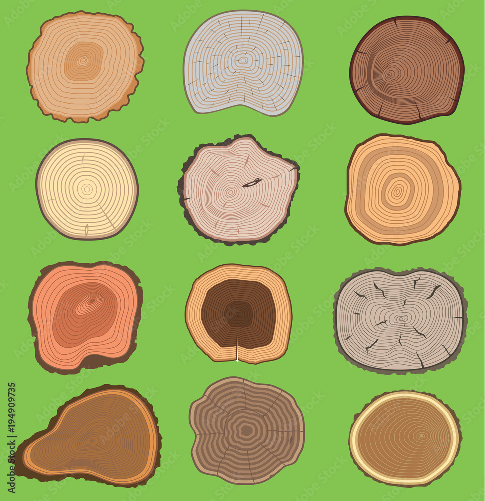 A clearer view of past climate from tree rings
