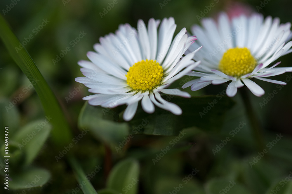 Gänseblume Gänseblume