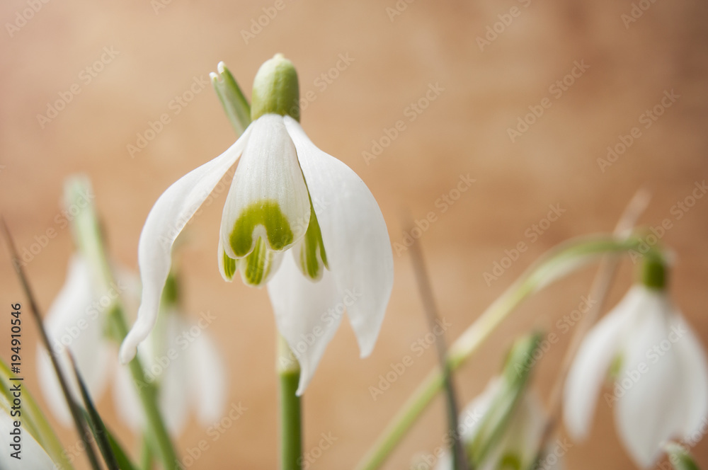 Fototapeta premium closeup of snowdrops on blurred background