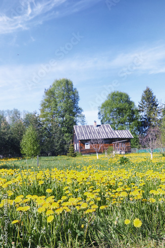 Landscape is summer. Green trees and grass in a countryside land