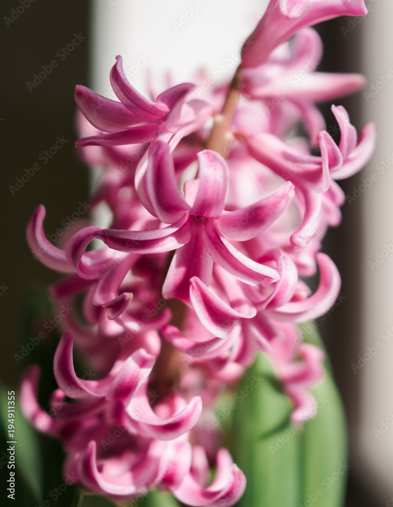 Pink flower 4