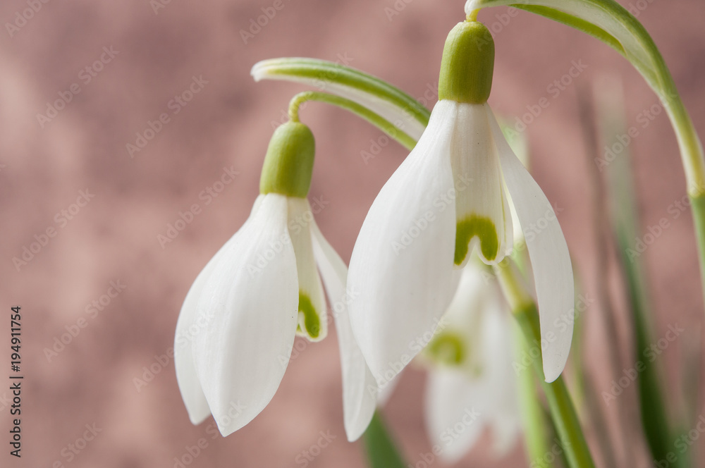 closeup of snowdrops on blurred background closeup of snowdrops on blurred background