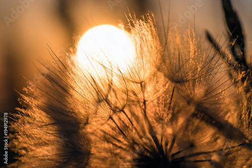 Fototapeta Naklejka Na Ścianę i Meble -  Dandelion closeup against sun and sky during the dawn