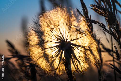 Fototapeta Naklejka Na Ścianę i Meble -  Dandelion closeup against sun and sky during the dawn