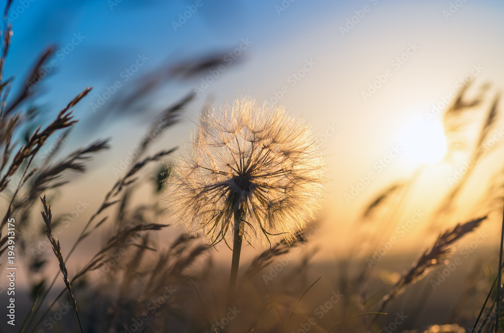 Obraz premium Dandelion zbliżenie przeciw słońcu i niebu podczas świtu