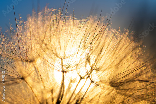 Fototapeta Naklejka Na Ścianę i Meble -  Dandelion closeup against sun and sky during the dawn