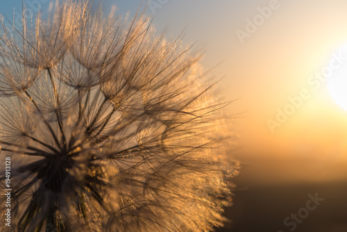 Fototapeta Naklejka Na Ścianę i Meble -  Dandelion closeup against sun and sky during the dawn