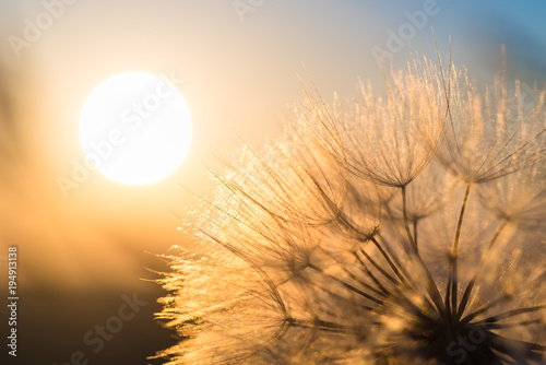 Dandelion closeup against sun and sky during the dawn