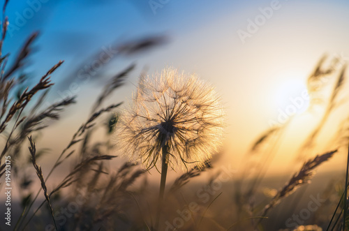 Dandelion closeup against sun and sky during the dawn