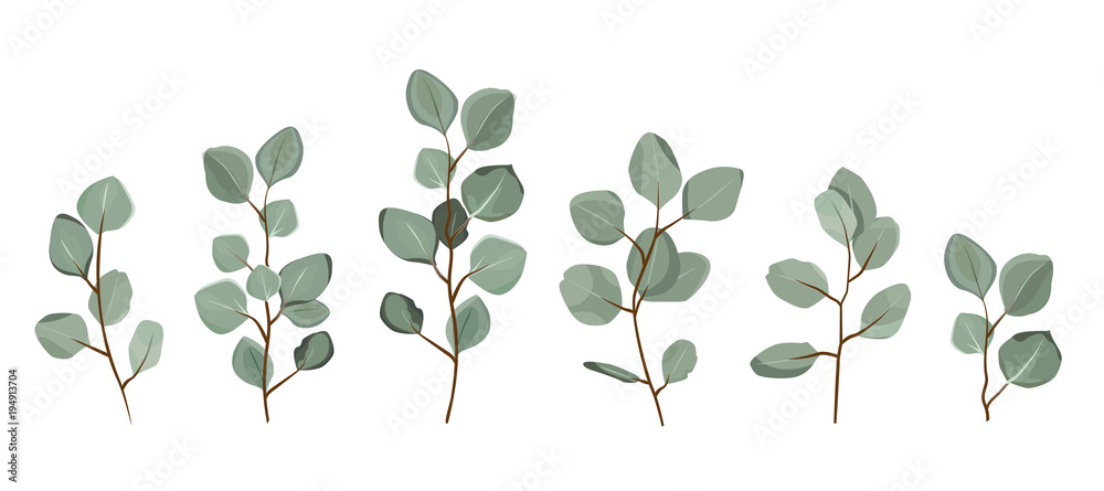 Set of eucalyptus branches isolated on white background. Set of eucalyptus branches isolated on white background.