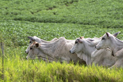 Herd of Nelore cattle grazing in a pasture photo
