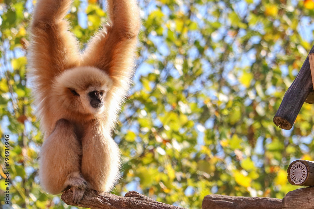 Fototapeta premium White gibbon monkey hanging