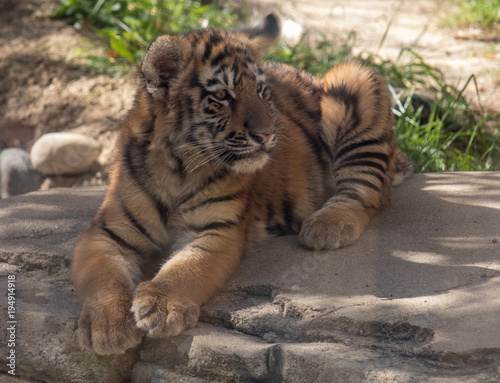Tiger cub looking left 