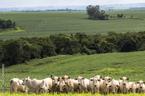 Herd of Nelore cattle grazing in a pasture photo