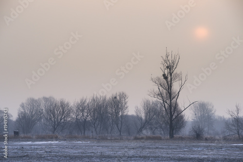 Wallpaper Mural słońce nad zimowymi drzewami Torontodigital.ca