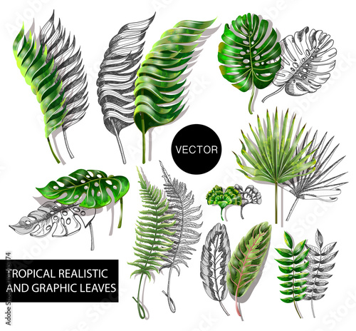 Tropical realistic and graphic leaves elements for your design.  photo