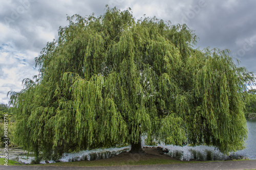 Tree, landscape, water, lake, nature, sky, river, summer, blue, green, cloud, day, grass, outdoors, travel, scenery, scene