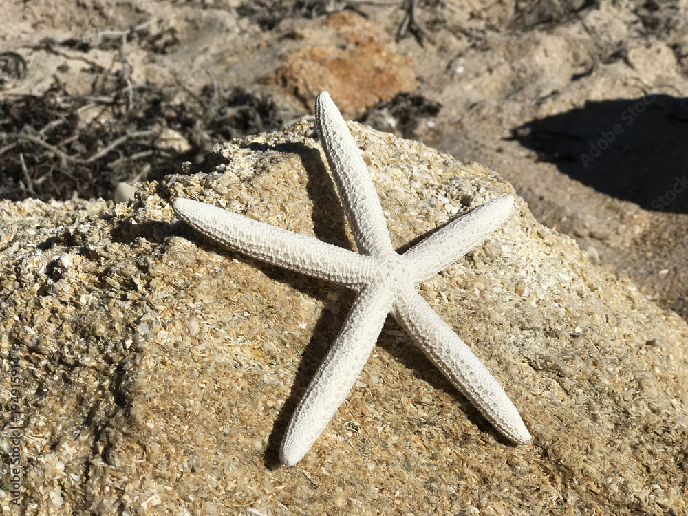 White Starfish on Sand Photo image White Starfish on Sand Photo image