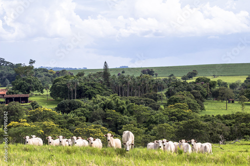 Herd of Nelore cattle grazing in a pasture photo