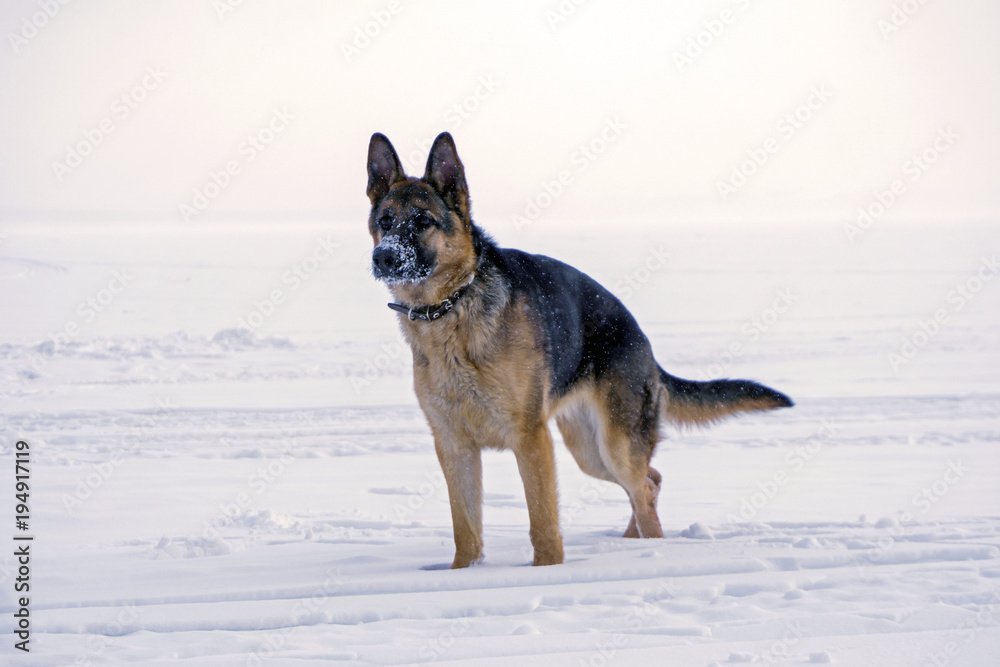 Naklejka premium young dog eastern european shepherd with a snow-covered nose, stands in the snow..