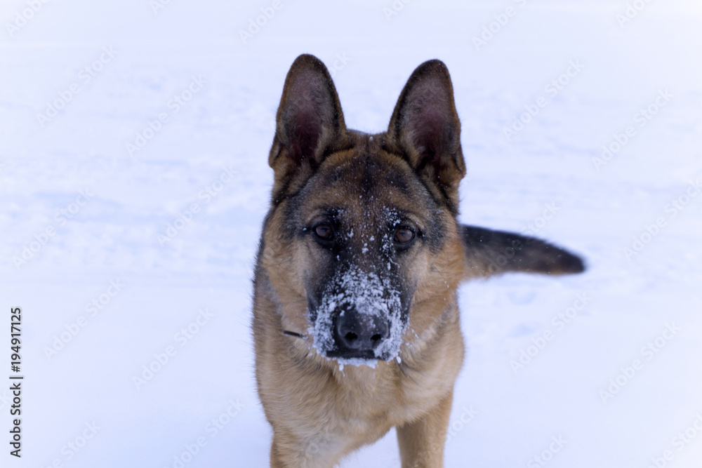 Naklejka premium dog eastern european shepherd with snow-covered nose looking into the camera closeup on a snow background