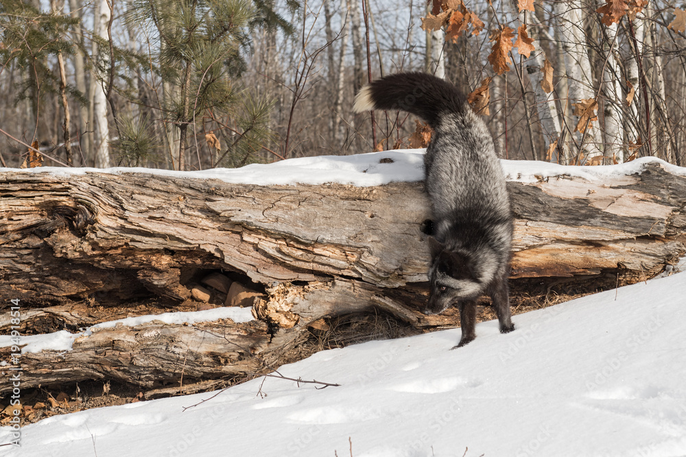 Obraz premium Silver Fox (Vulpes vulpes) Jumps Down From Log
