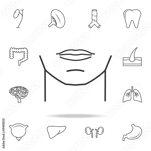 man chin icon. Detailed set of human body part icons. Premium quality graphic design. One of the collection icons for websites, web design, mobile app photo